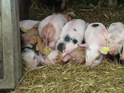 Tiere in der Ferienwohnung oder in der Nähe