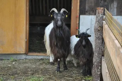 Tiere in der Ferienwohnung oder in der Nähe