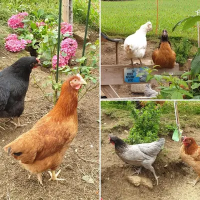 Tiere in der Ferienwohnung oder in der Nähe