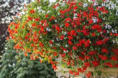 Ein Garten an der Unterkunft Bauernhof Glanzern