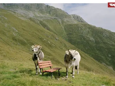 Tiere in der Ferienwohnung oder in der Nähe
