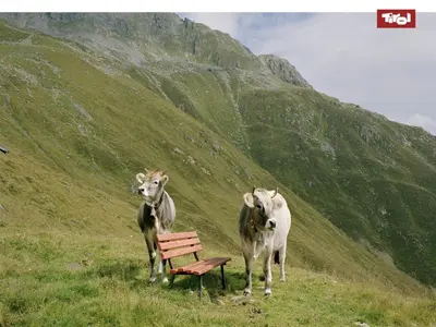 Tiere in der Ferienwohnung oder in der Nähe