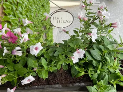 Ein Garten an der Unterkunft Haus Lukas