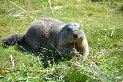 Tiere im Chalet oder in der Nähe