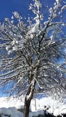Gästehaus Dreier im Winter