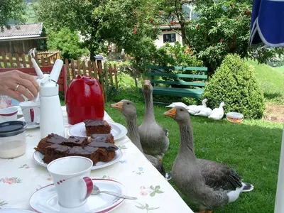 Tiere in diesem Bauernhof oder in der Nähe