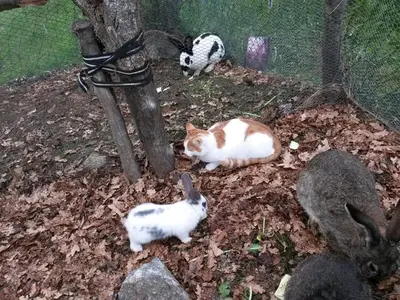 Tiere in der Ferienwohnung oder in der Nähe