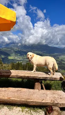 Haustiere von Gästen der Unterkunft Hocheckhuette On Top of the Kitzbuehel Hahnenkamm Mountain
