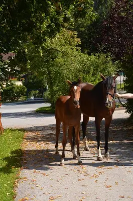 Tiere in der Pension oder in der Nähe