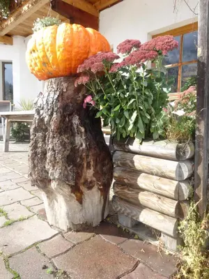 Ein Garten an der Unterkunft Pension Steinerhof