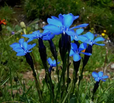 Ein Garten an der Unterkunft Haus Kammerland