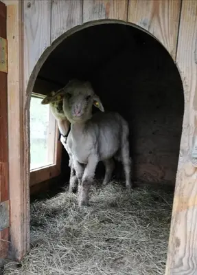 Tiere in der Pension oder in der Nähe