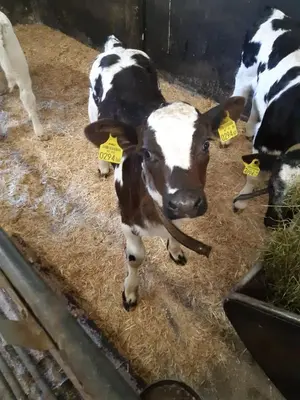 Tiere in diesem Bauernhof oder in der Nähe