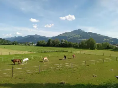 Tiere in der Ferienwohnung oder in der Nähe