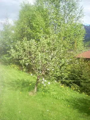 Ein Garten an der Unterkunft Familienferienwohnung Manuela Scherer