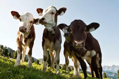 Tiere in der Ferienwohnung oder in der Nähe