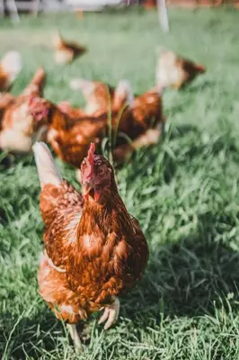 Tiere in der Ferienwohnung oder in der Nähe