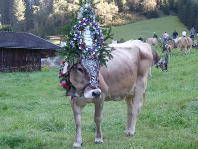 Tiere in der Ferienwohnung oder in der Nähe