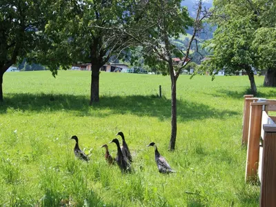 Tiere in der Ferienwohnung oder in der Nähe