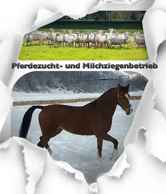 Tiere in der Ferienwohnung oder in der Nähe
