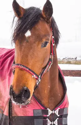 Tiere in der Ferienwohnung oder in der Nähe