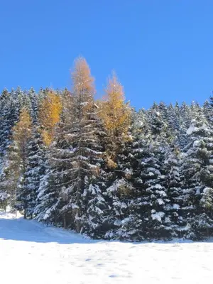 Gästehaus Pfister Maria im Winter