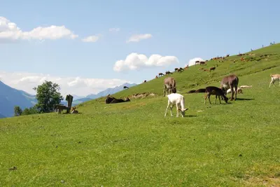 Tiere in der Ferienwohnung oder in der Nähe