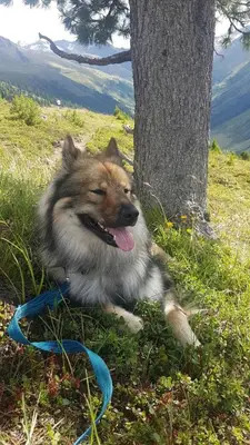 Haustiere von Gästen der Unterkunft Apart Zillertal
