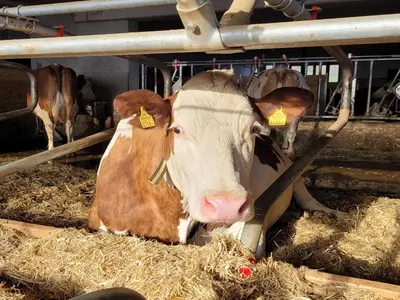 Tiere in der Ferienwohnung oder in der Nähe