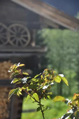 Ein Garten an der Unterkunft Kasperbauer
