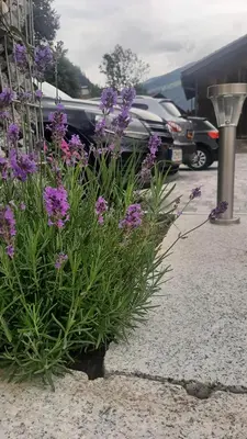 Ein Garten an der Unterkunft Haus Moikler