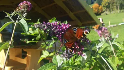 Ein Garten an der Unterkunft Hof Hamoos