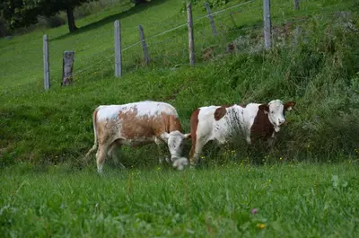 Tiere in der Ferienwohnung oder in der Nähe