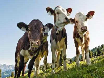 Tiere in der Ferienwohnung oder in der Nähe