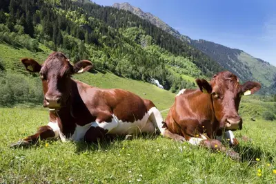 Tiere in der Ferienwohnung oder in der Nähe