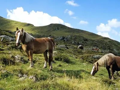 Tiere in der Ferienwohnung oder in der Nähe