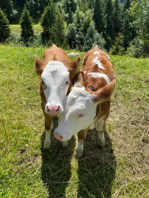 Tiere in der Ferienwohnung oder in der Nähe