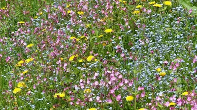 Ein Garten an der Unterkunft Brandtnerhof Betriebe