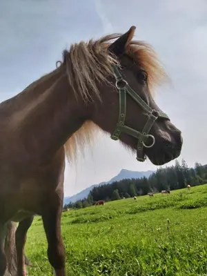 Tiere in der Ferienwohnung oder in der Nähe