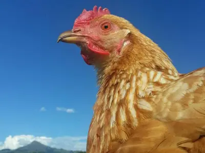 Tiere in der Ferienwohnung oder in der Nähe