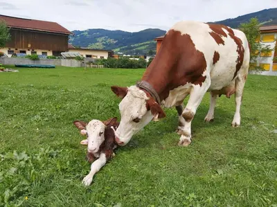 Tiere in der Ferienwohnung oder in der Nähe