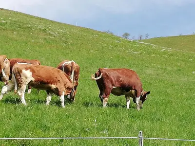 Tiere im Bed & Breakfast oder in der Nähe