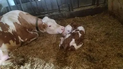 Tiere im Bed & Breakfast oder in der Nähe