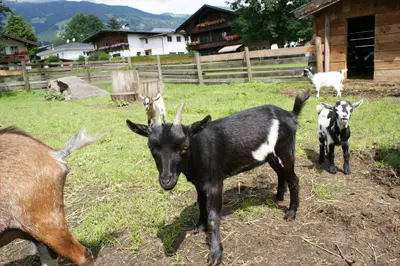 Tiere in der Pension oder in der Nähe