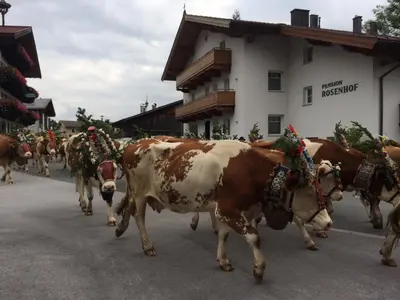 Tiere in der Pension oder in der Nähe