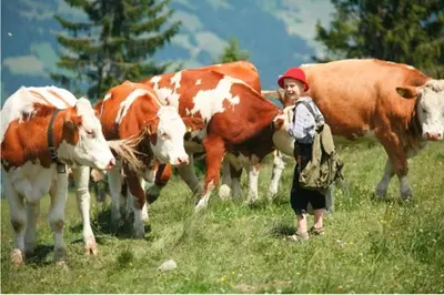 Tiere in diesem Bauernhof oder in der Nähe