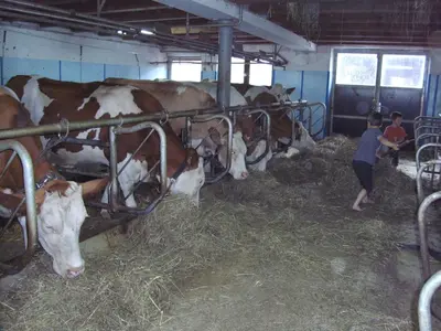 Tiere in diesem Bauernhof oder in der Nähe