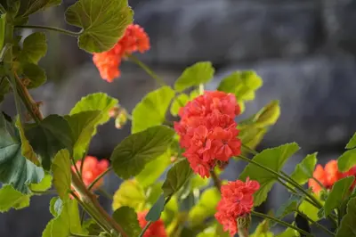 Ein Garten an der Unterkunft Lederer Zuhaus
