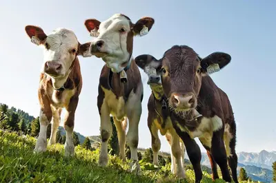 Tiere in der Ferienwohnung oder in der Nähe
