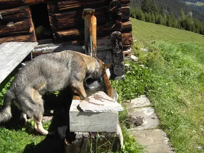 Haustiere von Gästen der Unterkunft Ferienwohnung Garber